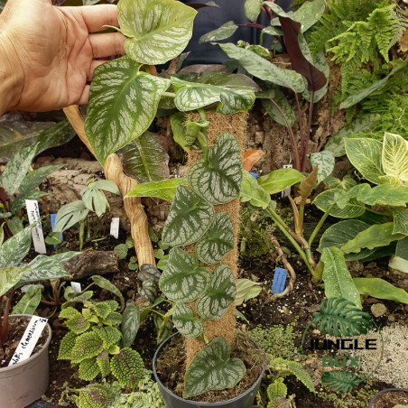 Monstera dubia