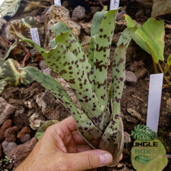 Vriesea guttata – Spotted tropical bromeliad for home and terrarium | JungleBox