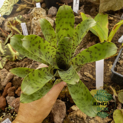 Vriesea guttata – Spotted tropical bromeliad for home and terrarium | JungleBox