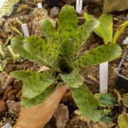 Vriesea guttata – Spotted tropical bromeliad for home and terrarium | JungleBox