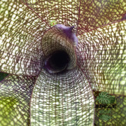 Vriesea forsteriana