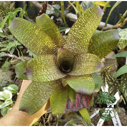 Vriesea forsteriana