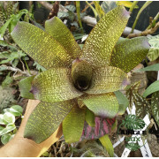 Vriesea forsteriana