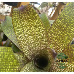 Vriesea forsteriana