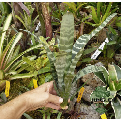 Vriesea juno