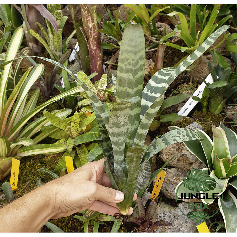 Vriesea juno