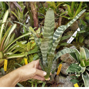 Vriesea juno
