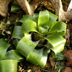 vriesea racinae