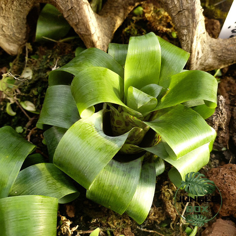 vriesea racinae