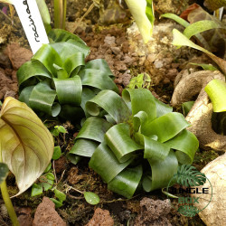 vriesea racinae