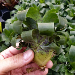 vriesea racinae