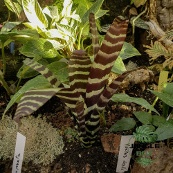 Vriesea splendriet – Striped tropical bromeliad for home and terrarium | JungleBox
