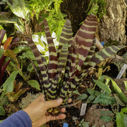 Vriesea splendriet – Striped tropical bromeliad for home and terrarium | JungleBox