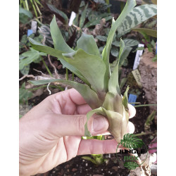 Vriesea rubyae – Broméliacée tropicale rare et élégante pour intérieur | JungleBox