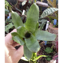 Vriesea rubyae – Broméliacée tropicale rare et élégante pour intérieur | JungleBox