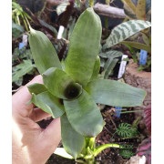 Vriesea rubyae – Broméliacée tropicale rare et élégante pour intérieur | JungleBox