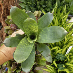 bromelia for terrarrium