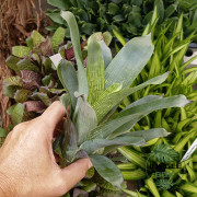 bromelia for terrarrium