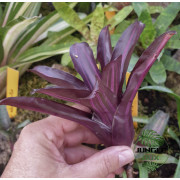 neoregelia for terrarium