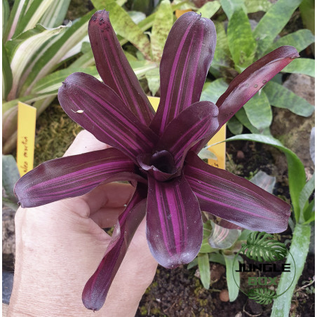 neoregelia for terrarium