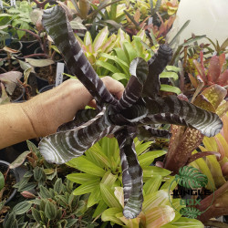 Aechmea chantinii "Purple" – Broméliacée exotique rare | JungleBox