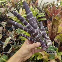 Aechmea chantinii "Purple" – Broméliacée exotique rare | JungleBox