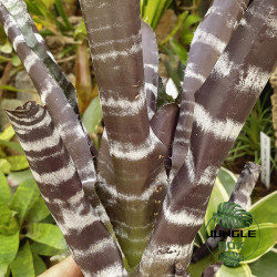 aechmea chantinii "purple"