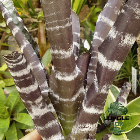 aechmea chantinii "purple"