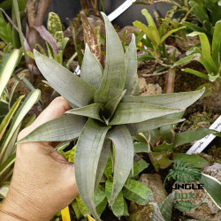 Tillandsia spiraliflora