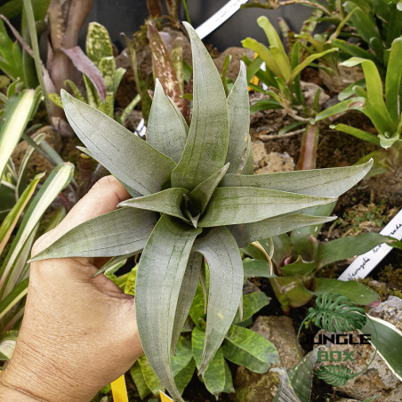Tillandsia spiraliflora