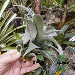 Tillandsia spiraliflora – Plante aérienne rare et élégante | JungleBox