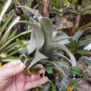 Tillandsia spiraliflora – Plante aérienne rare et élégante | JungleBox