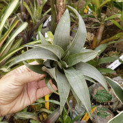 Tillandsia spiraliflora – Plante aérienne rare et élégante | JungleBox