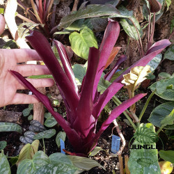 Billbergia red