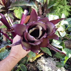 Aechmea pineliana – Graphic Exotic Bromeliad | JungleBox