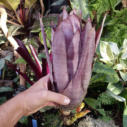 Aechmea pineliana – Broméliacée graphique et exotique | JungleBox