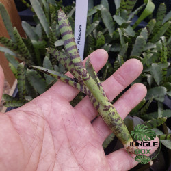 Neoregelia akeso