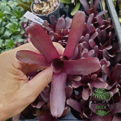 neoregelia amazon rouge chez junglebox