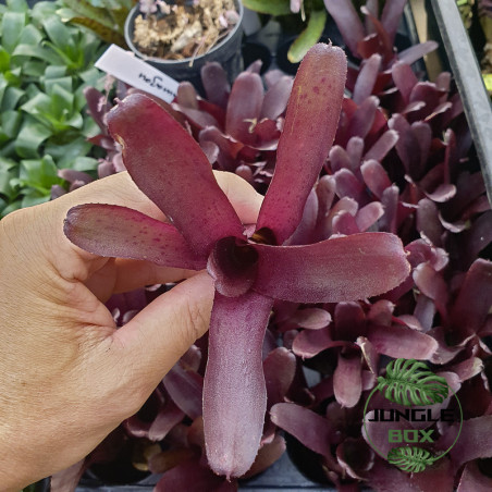 neoregelia amazon rouge chez junglebox