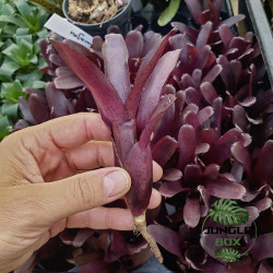 Neoregelia Amazon – Broméliacée tropicale décorative | JungleBox