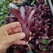 Neoregelia Amazon – Broméliacée tropicale décorative | JungleBox