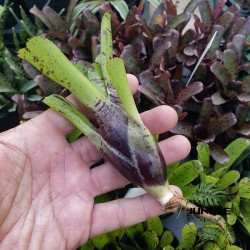 neoregelia aria sublime pour vos terrariums plantés chez junglebox