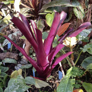 Billbergia red – Broméliacée rouge rare et colorée | JungleBox