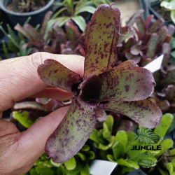 neoregelia agnes petite mais colorée