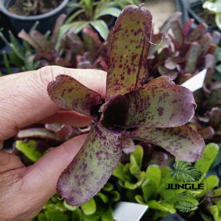 neoregelia agnes petite mais colorée