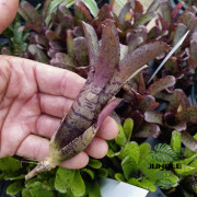 neoregelia agnes petite mais colorée neoregelia agnes petite mais colorée