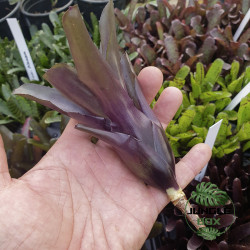 neoregelia casiopea