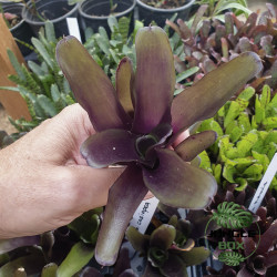 neoregelia casiopea