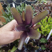 neoregelia casiopea neoregelia casiopea