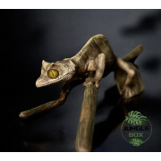 Réplique Gecko Feuille de Madagascar – Uroplatus fantasticus échelle 1:1 | Sculpture réaliste sur commande Réplique Gecko Feuille de Madagascar – Uroplatus fantasticus échelle 1:1 | Sculpture réaliste sur commande